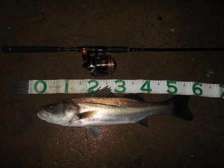 ハイブリッドシーバス？？？(北港周辺シーバス釣行)