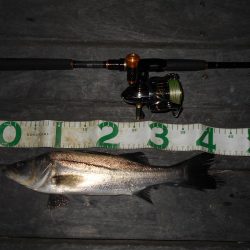 またテクトロでチビ1匹だけ…(南港周辺シーバス釣行)