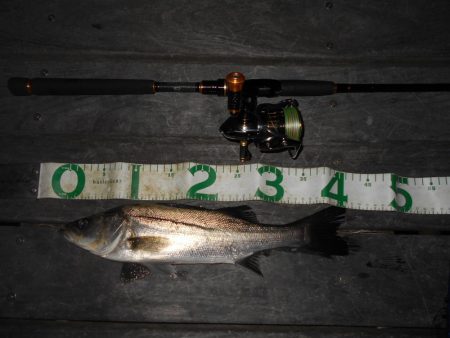 またテクトロでチビ1匹だけ…(南港周辺シー…