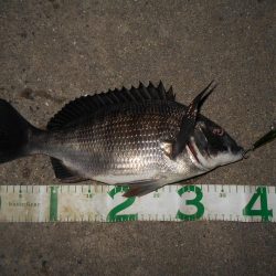 テトラ際のチヌ＆キビレが好調(淀川釣行)