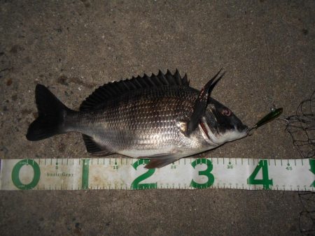 テトラ際のチヌ＆キビレが好調(淀川釣行)