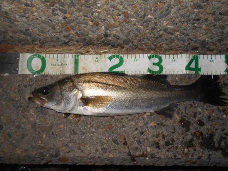 苦戦のバチ？パターン…(堺周辺シーバス釣行)