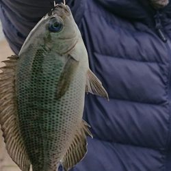 メバル入れ食い