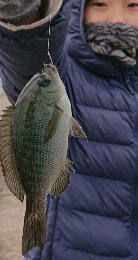 メバル入れ食い