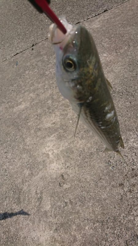 ボラちゃんばっか