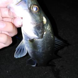 バチが抜けだした?