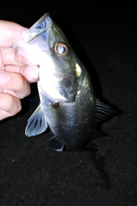 バチが抜けだした?