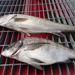 アタリはあるが喰いが浅い。