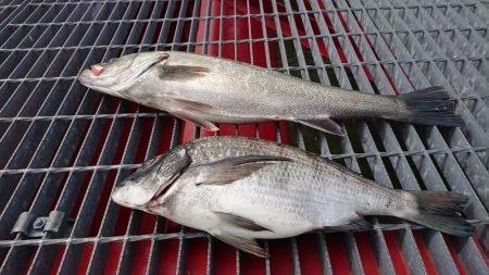 アタリはあるが喰いが浅い。