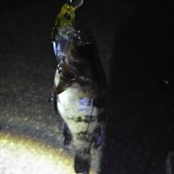 メバルプラッキング