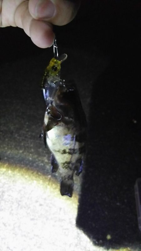 メバルプラッキング