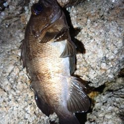 短時間メバリング