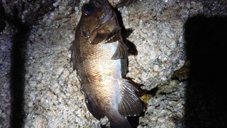 短時間メバリング