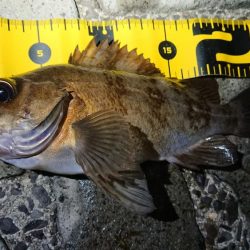 仕事終わりメバリング