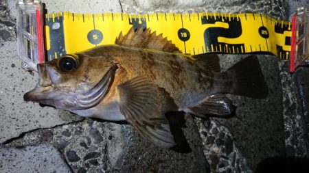 仕事終わりメバリング