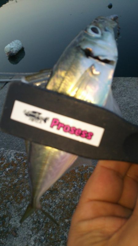 満員御礼の福良アジング