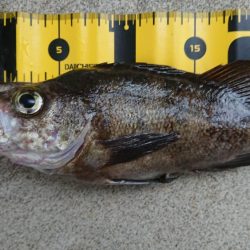 朝マズメメバリング