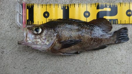 朝マズメメバリング