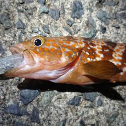 夕マズメメバリング