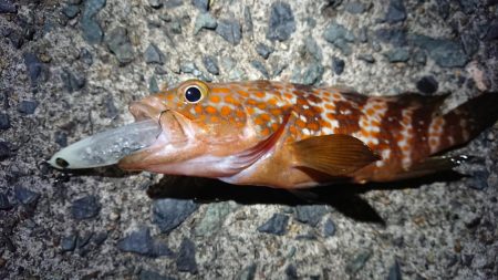 夕マズメメバリング