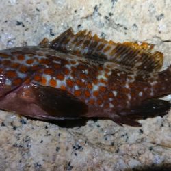 夕マズメメバリング