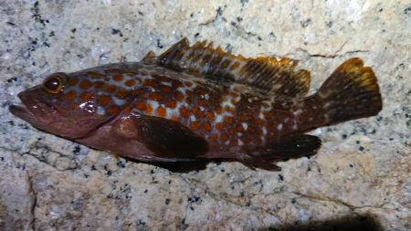 夕マズメメバリング