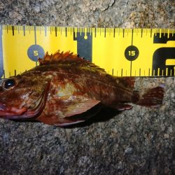 夕マズメメバリング