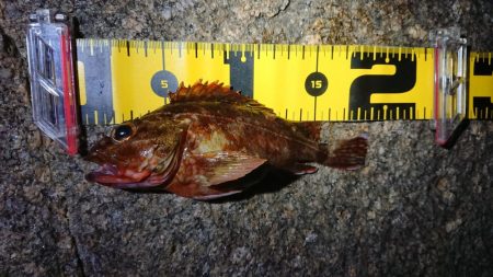 夕マズメメバリング