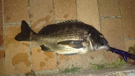 自転車でチニング