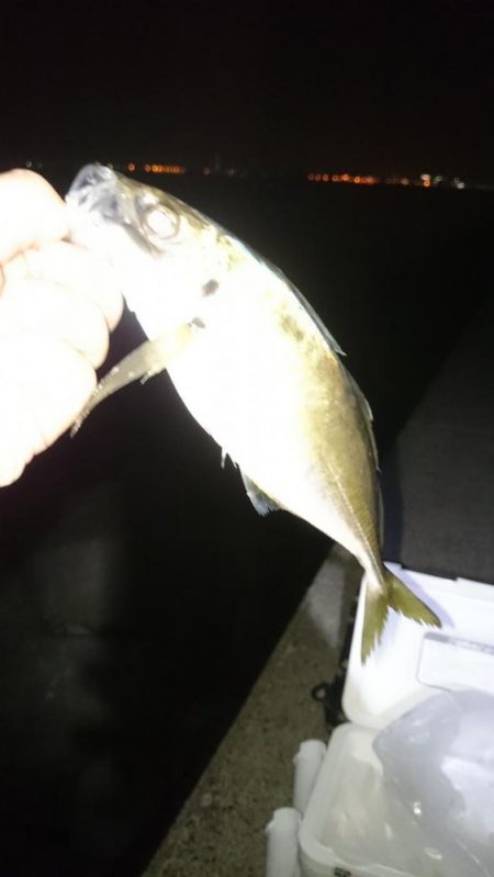 やっぱり 居ったか。