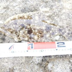 シーバス50、ヒラメ25