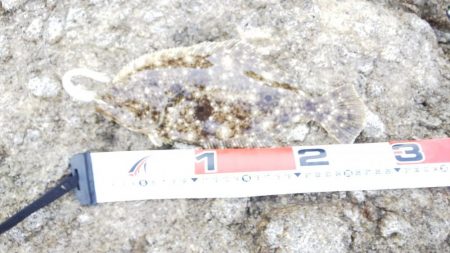 シーバス50、ヒラメ25