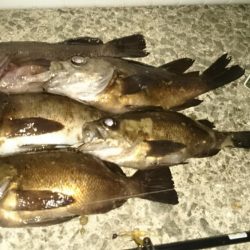 メバルですね～