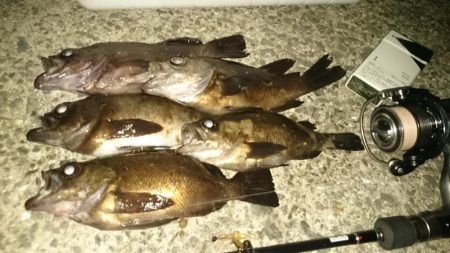 メバルですね～