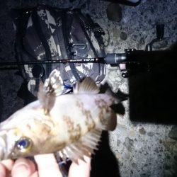 今日~は フロートメバル