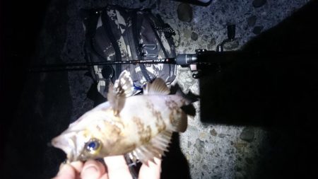 今日~は フロートメバル