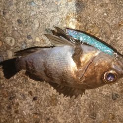 爆風メバルプラッキング