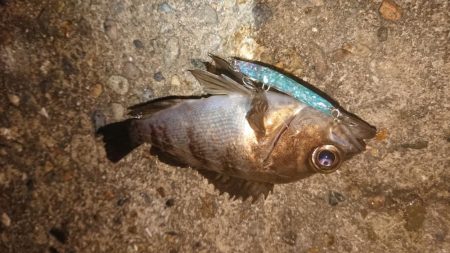 爆風メバルプラッキング