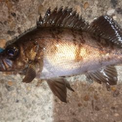 懲りずメバルプラッキング