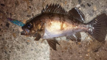 懲りずメバルプラッキング