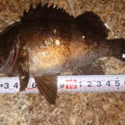 メバルプラッキング