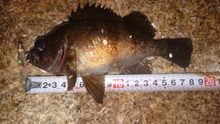 メバルプラッキング