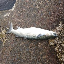 ボラばっかり。