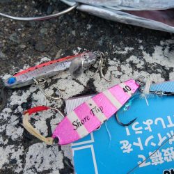 ４月中旬の敦賀サゴシ