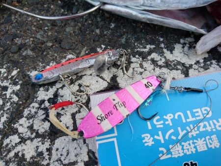 ４月中旬の敦賀サゴシ