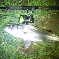 円山川シーバス❕❕❕