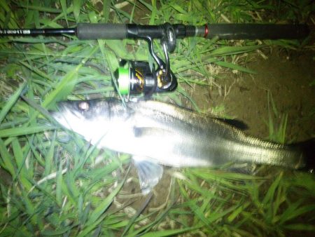 円山川シーバス❕❕❕