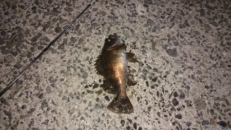 由良港でメバリング