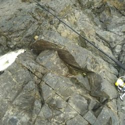 シーバス調査～門司少年自然の家前(地磯）