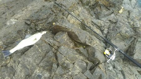 シーバス調査～門司少年自然の家前(地磯）